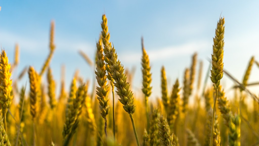 Agricultura devine mai usoara cu ajutorul silozurilor pentru cereale