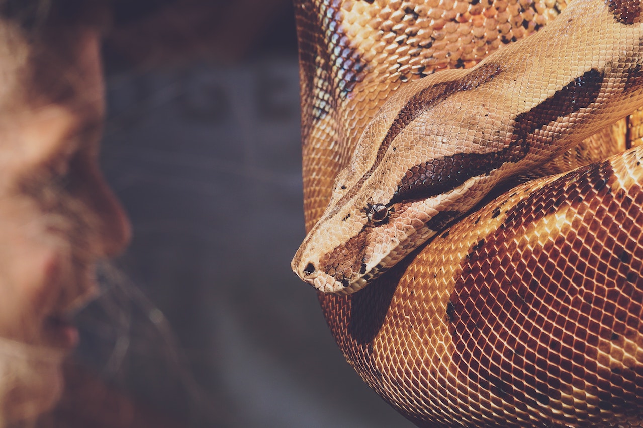 Cum se apără șerpii de dușmani: strategii, arme și camuflaj
